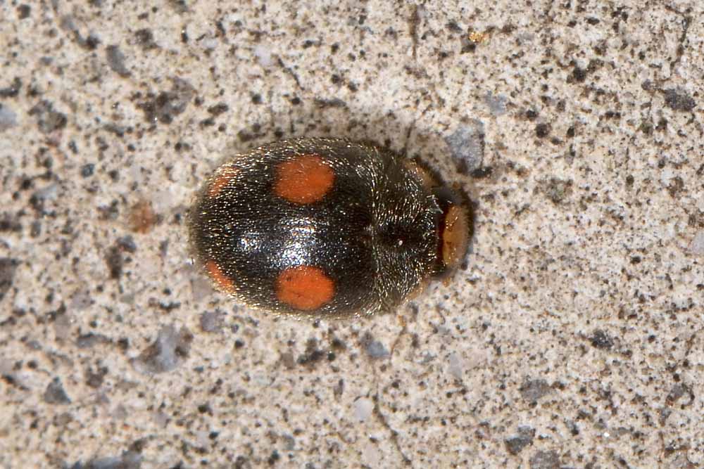 Coccinellidae: Platynaspis luteorubra